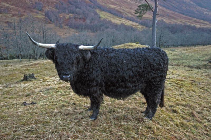 NIK_D100_3874.jpg - Glenn Nevis