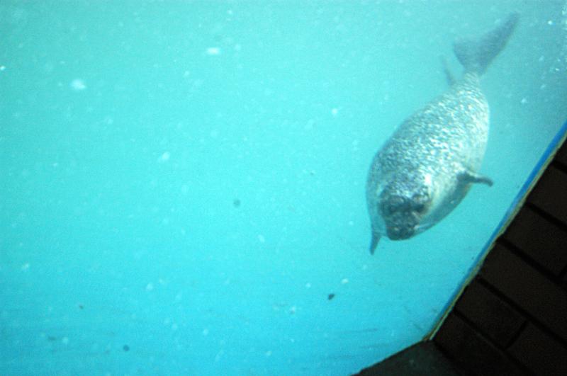 NIK_D100_4010.jpg - Akvárium SeaLife nedaleko Obanu