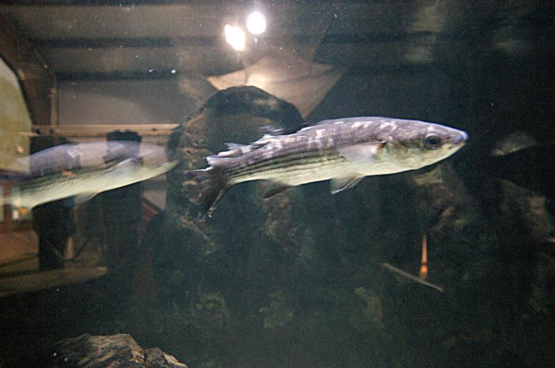 NIK_D100_4046.jpg - Akvárium SeaLife nedaleko Obanu