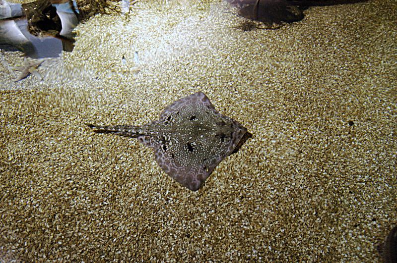 NIK_D100_4058.jpg - Akvárium SeaLife nedaleko Obanu