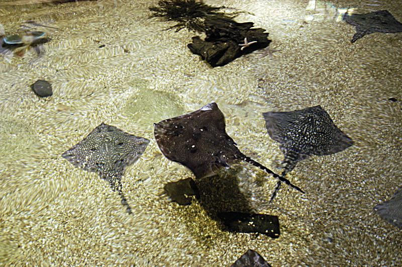 NIK_D100_4084.jpg - Akvárium SeaLife nedaleko Obanu