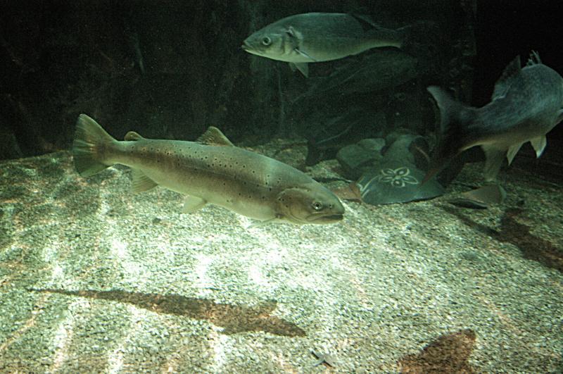 NIK_D100_4097.jpg - Akvárium SeaLife nedaleko Obanu