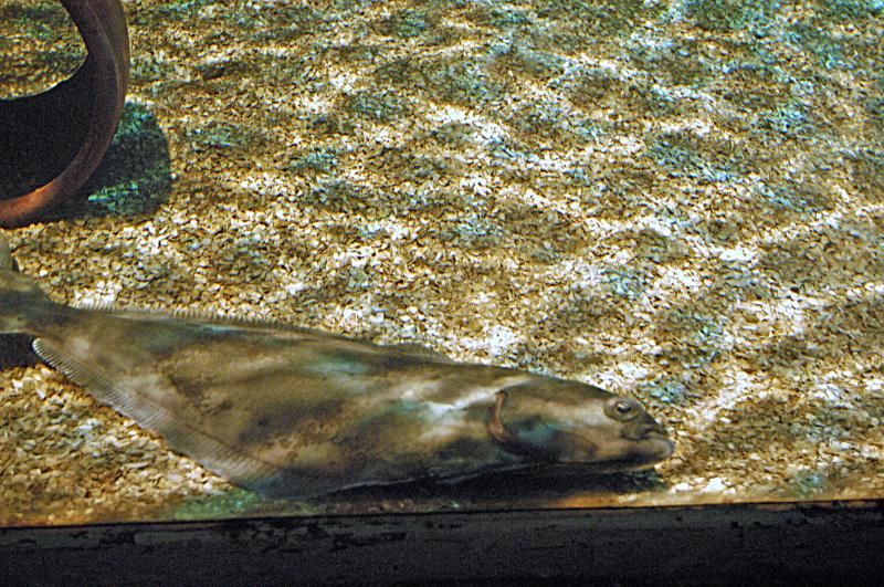 NIK_D100_4098.jpg - Akvárium SeaLife nedaleko Obanu