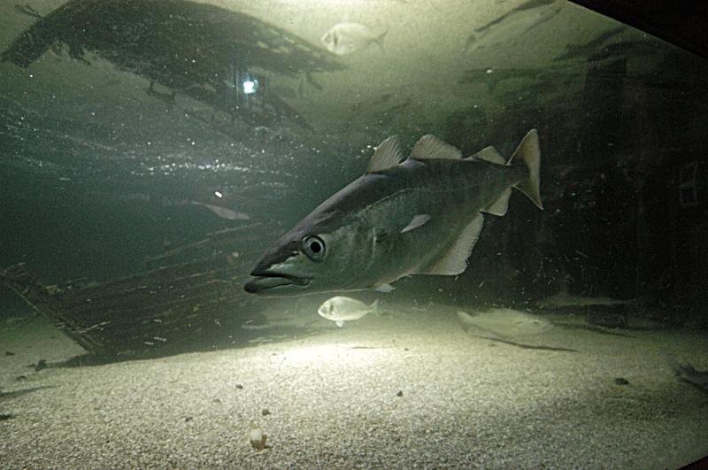 NIK_D100_4112.jpg - Akvárium SeaLife nedaleko Obanu