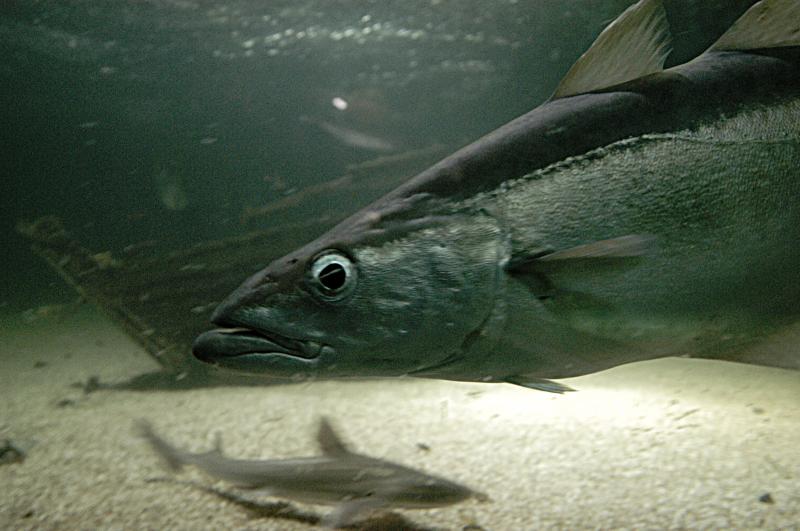 NIK_D100_4115.jpg - Akvárium SeaLife nedaleko Obanu