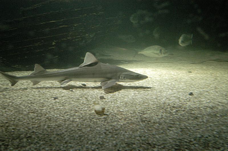 NIK_D100_4119.jpg - Akvárium SeaLife nedaleko Obanu