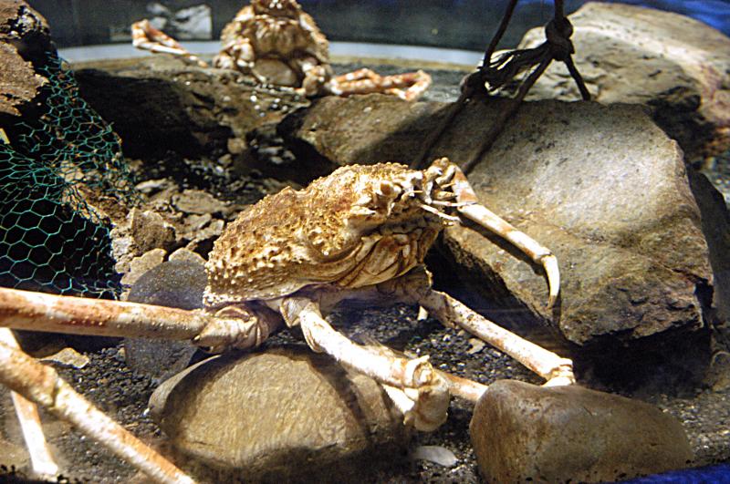 NIK_D100_4136.jpg - Akvárium SeaLife nedaleko Obanu