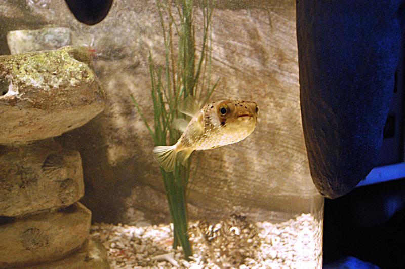 NIK_D100_4146.jpg - Akvárium SeaLife nedaleko Obanu