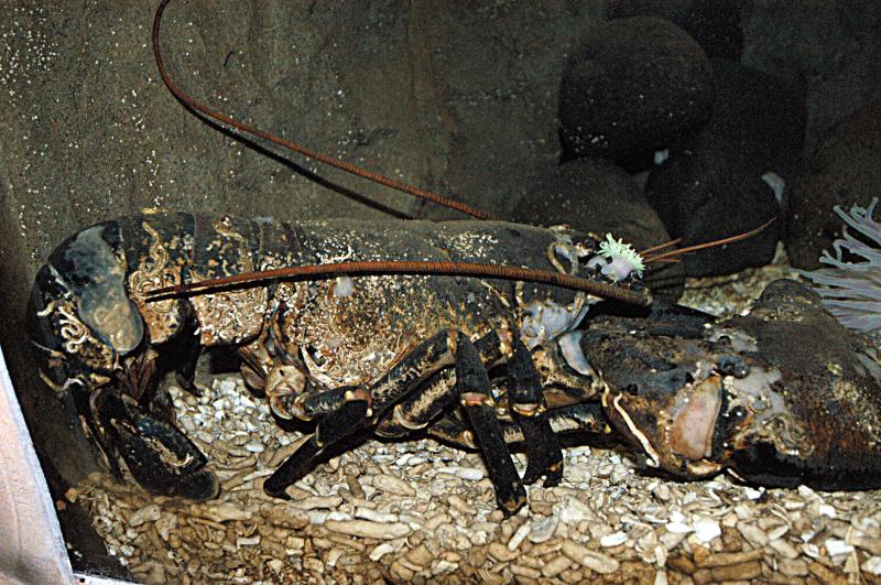 NIK_D100_4165.jpg - Akvárium SeaLife nedaleko Obanu