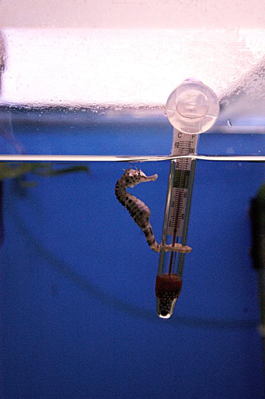 NIK_D100_4181.jpg - Akvárium SeaLife nedaleko Obanu, místní specialita - odchov mořských koníků