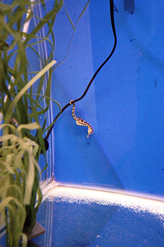 NIK_D100_4190.jpg - Akvárium SeaLife nedaleko Obanu, místní specialita - odchov mořských koníků