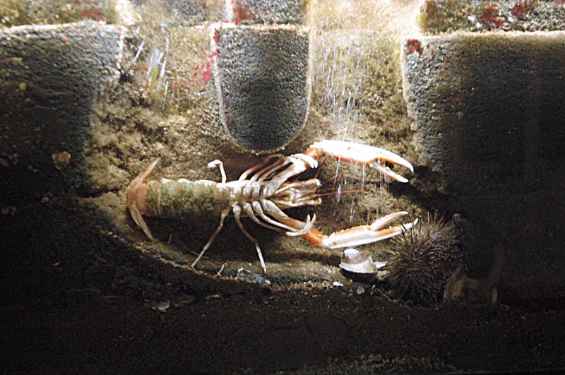 NIK_D100_4206.jpg - Akvárium SeaLife nedaleko Obanu