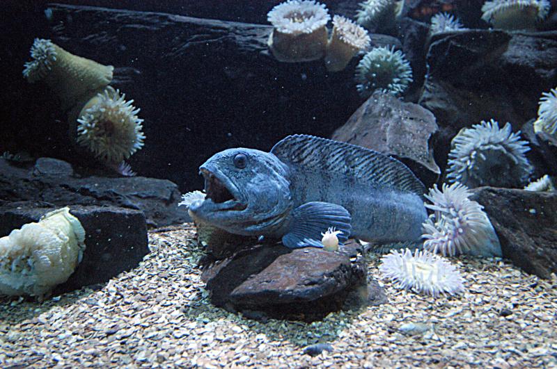 NIK_D100_4238.jpg - Akvárium SeaLife nedaleko Obanu