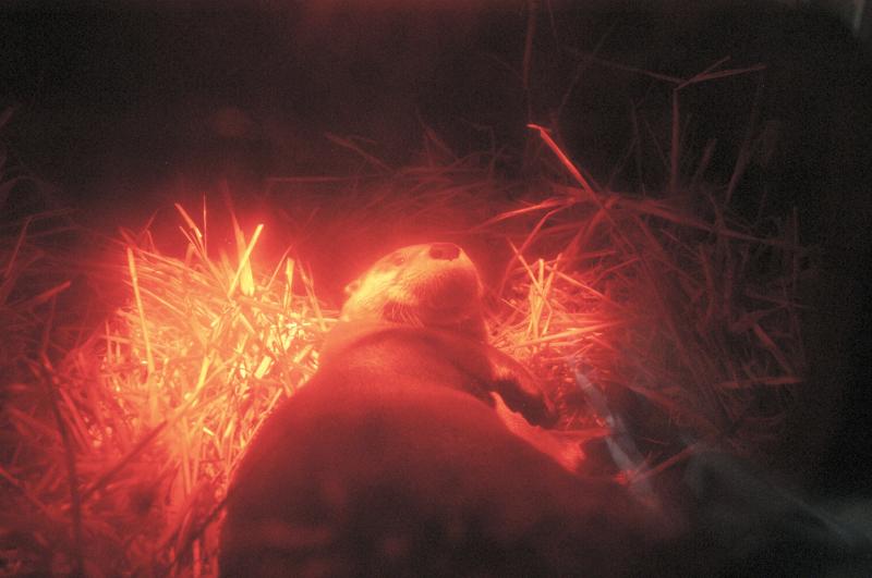 NIK_D100_4273.jpg - Akvárium SeaLife nedaleko Obanu, mořská vydra, spokojeně chrupající