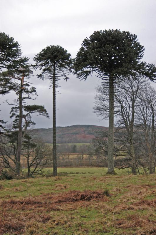 NIK_D100_4483.jpg - Ballymeanoch stones, zajímavé stromy v okolí - borovice a pravděpodobně jehličnan blahočet chilský (Araucaria araucana)