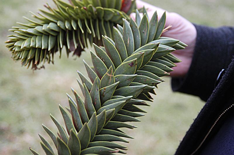 NIK_D100_4490.jpg - Ballymeanoch stones. Pravděpodobně jehličnan blahočet chilský (Araucaria araucana)