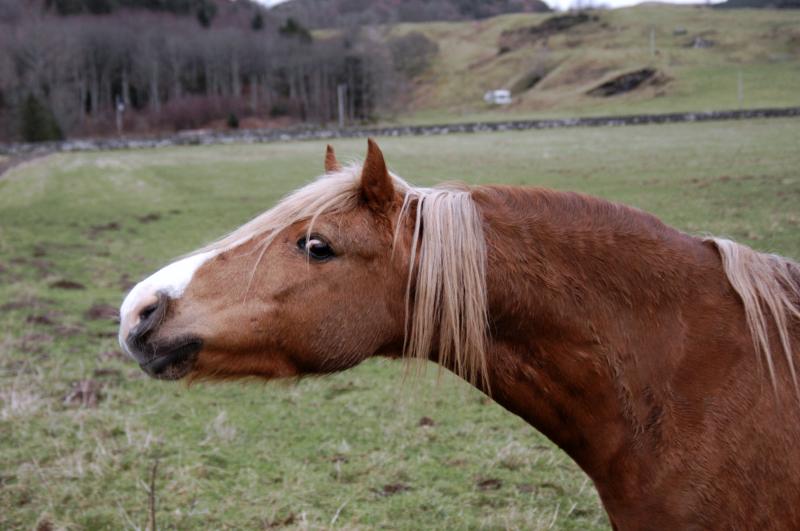NIK_D100_4529.jpg - Ballymeanoch stones
