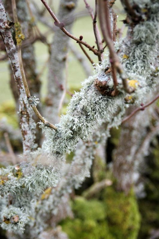 NIK_D100_4546.jpg - Ballymeanoch stones