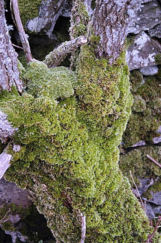 NIK_D100_4548.jpg - Ballymeanoch stones