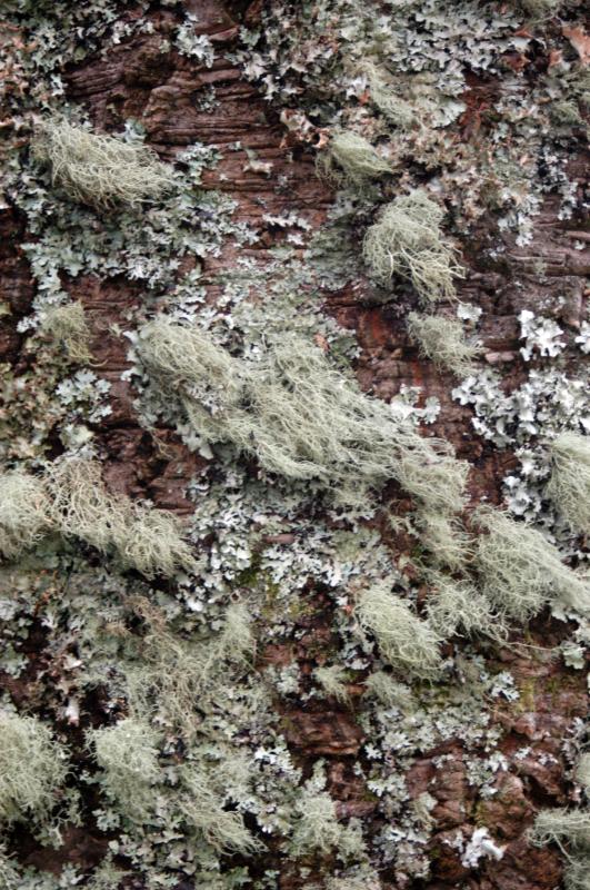 NIK_D100_4558.jpg - Ballymeanoch stones